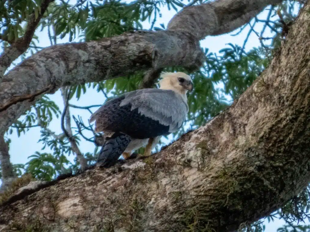 Majestic Harpy Eagle perched on a treetop along the banks of the Zábalo River in the Cuyabeno Reserve.