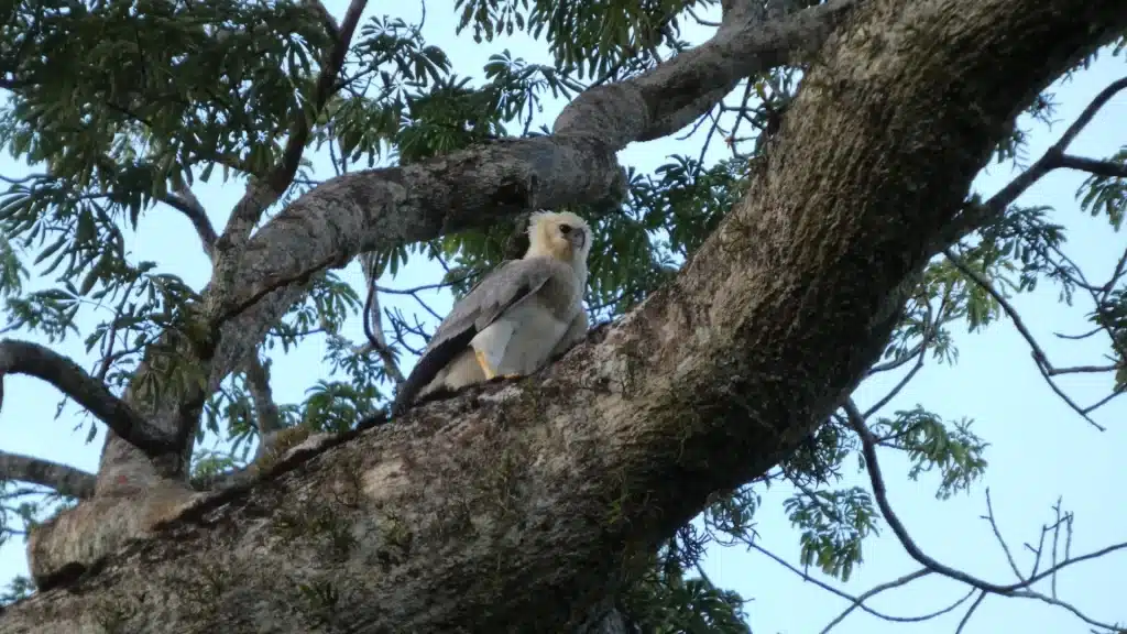 Harpy eagle-Ecuadorian Amazon responsible travel
