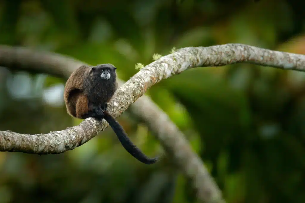 Close-up shot of a small Black-mantle tamarin monkey (Saguinus nigricollis) perched on a moss-covered branch within Sumaco National Park.
