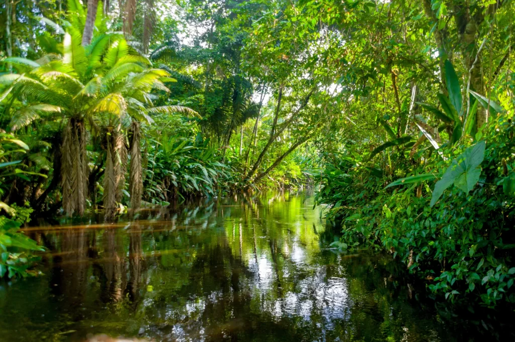 Panoramic landscape view of a winding river snaking through dense, untouched Amazon rainforest in Yasuní, with zero signs of human activity or boats.