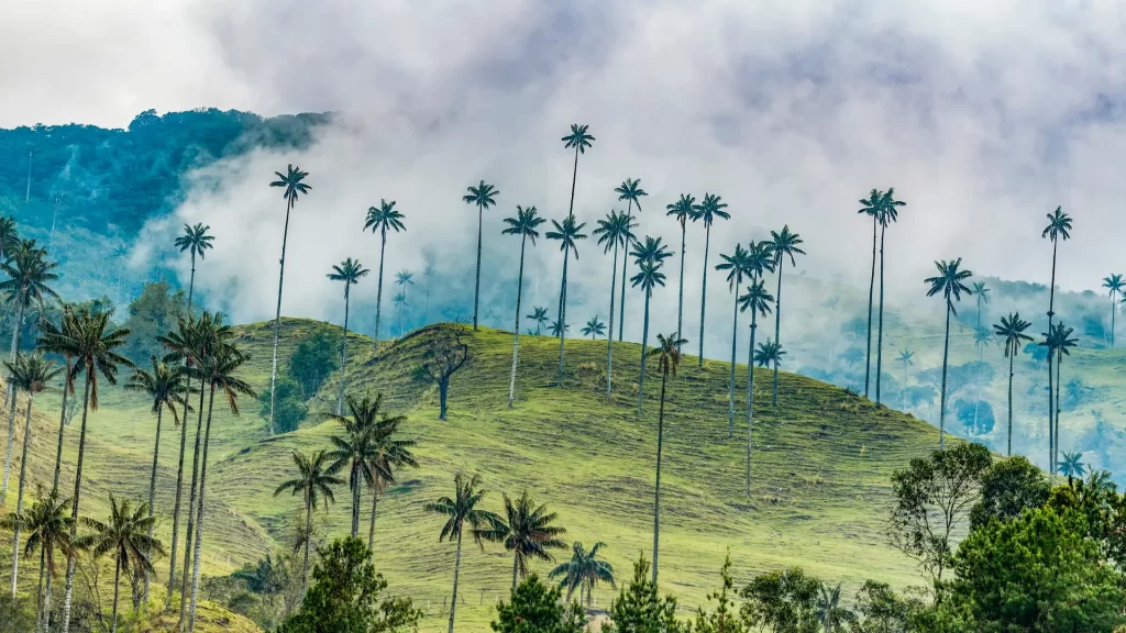 Cocora Valley in Colombia, one of the most romantic places in Latin America with misty wax palm landscapes.