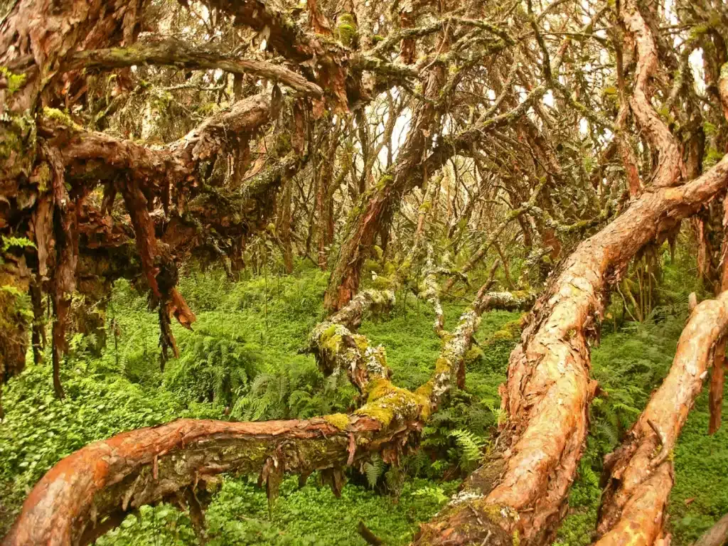 Polylepis forest in El Ángel Ecological Reserve in the northern Ecuadorian Andes