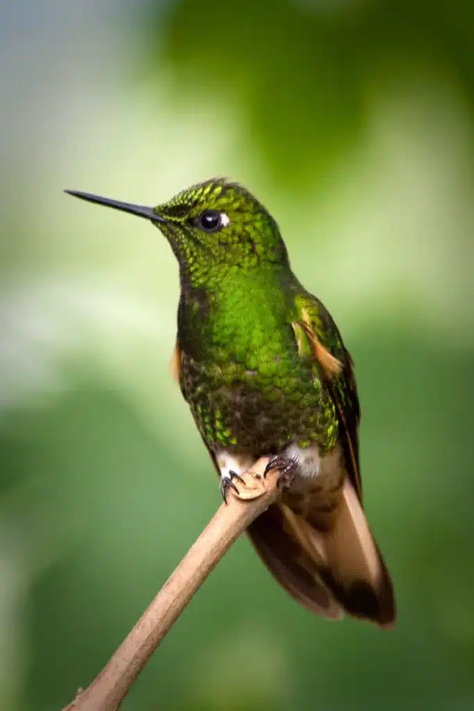 Green hummingbird hovering in the Ecuadorian Amazon rainforest