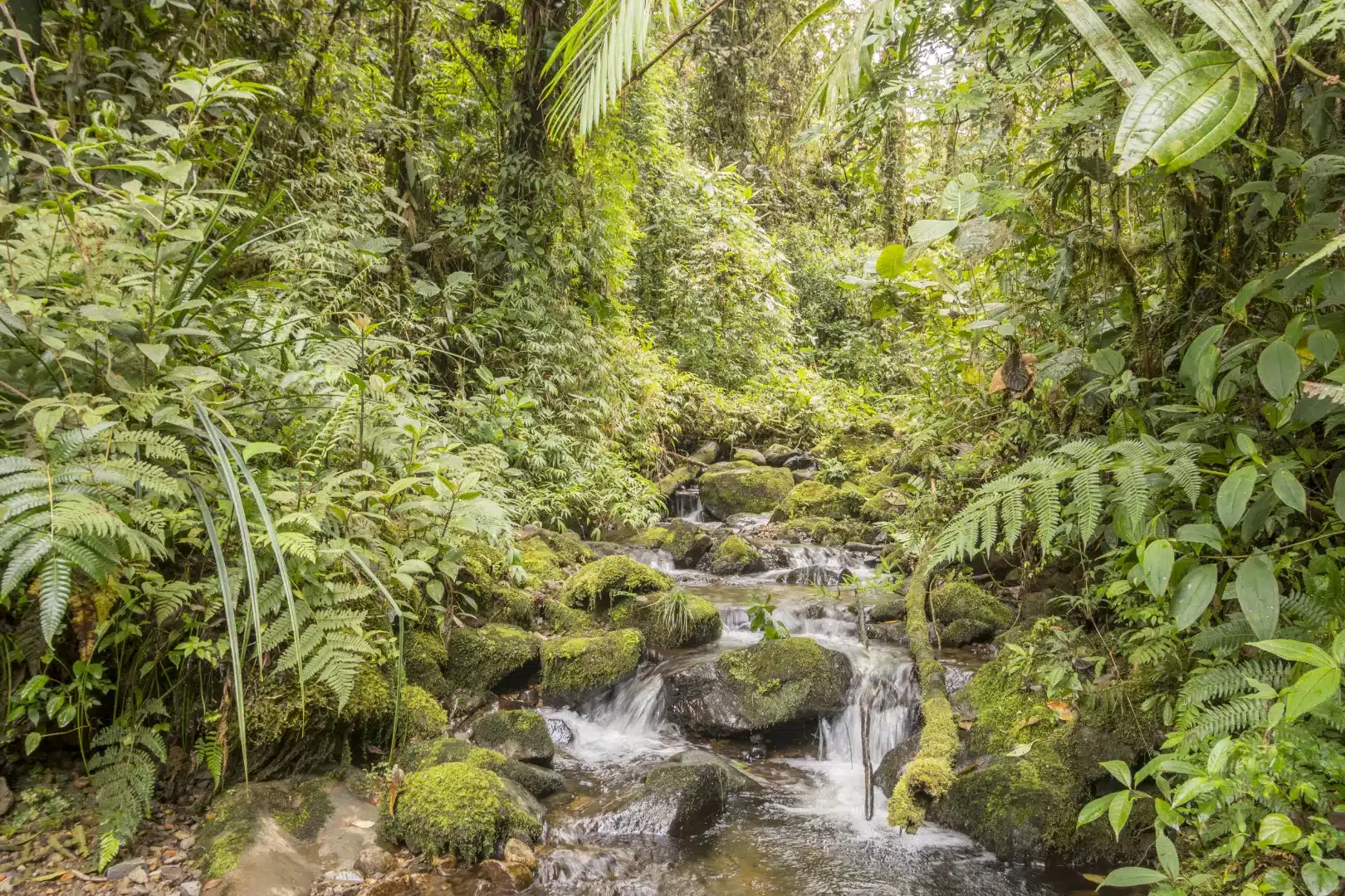 View of a waterfall in the montane forest of the Cordillera del Cóndor, in southern Ecuador