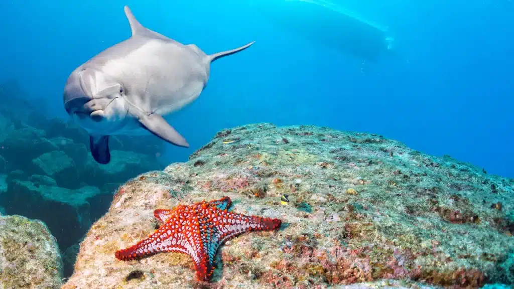 Dolphin swimming above a coral and rocky seabed in Galápagos waters