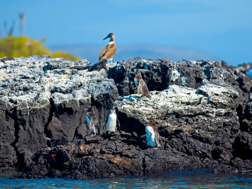Galápagos penguins standing on dark volcanic rocks along the coast