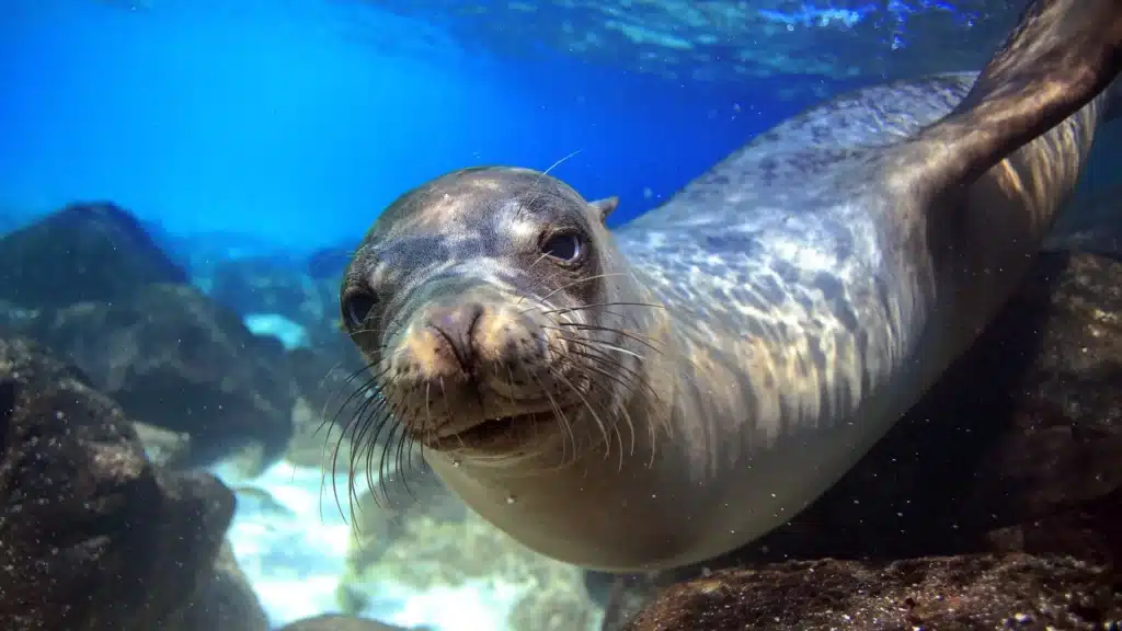 Galápagos sea lion swimming underwater near rocky reef habitat