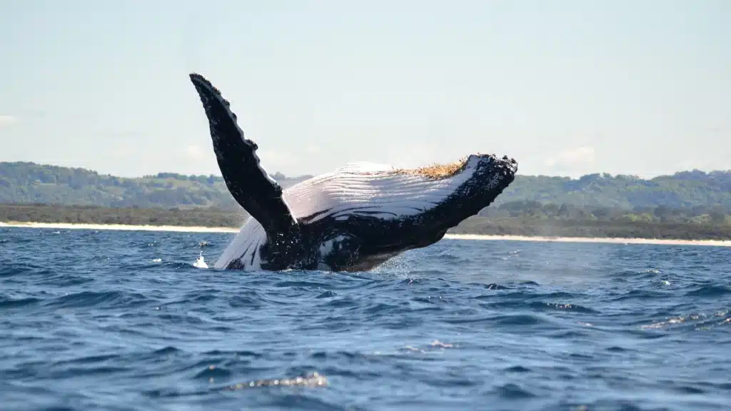 Humpback whale breaching above the ocean surface in Ecuador