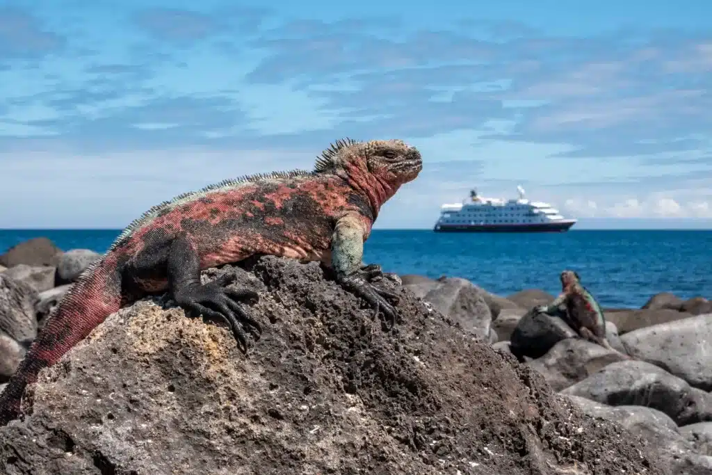 Marine iguana resting on volcanic rock in Galápagos