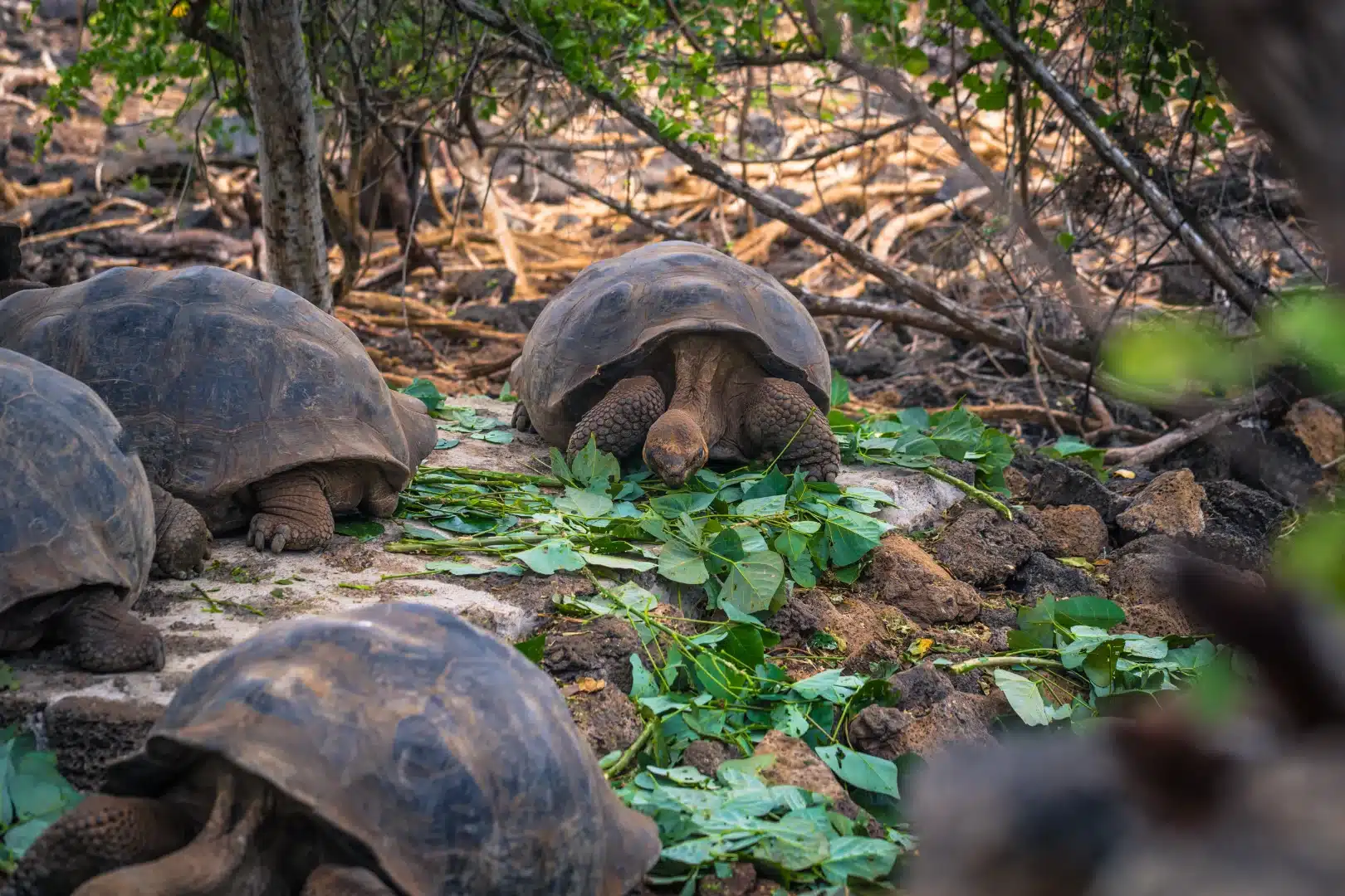 Giant tortoises moving across protected land in Galápagos