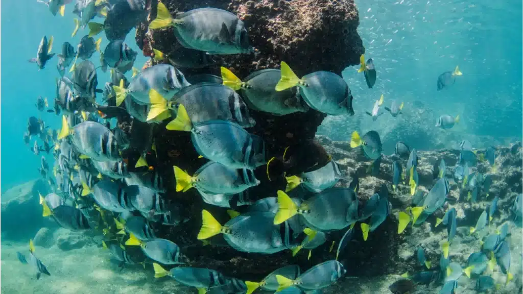 School of tropical fish swimming underwater in the Galápagos Marine Reserve