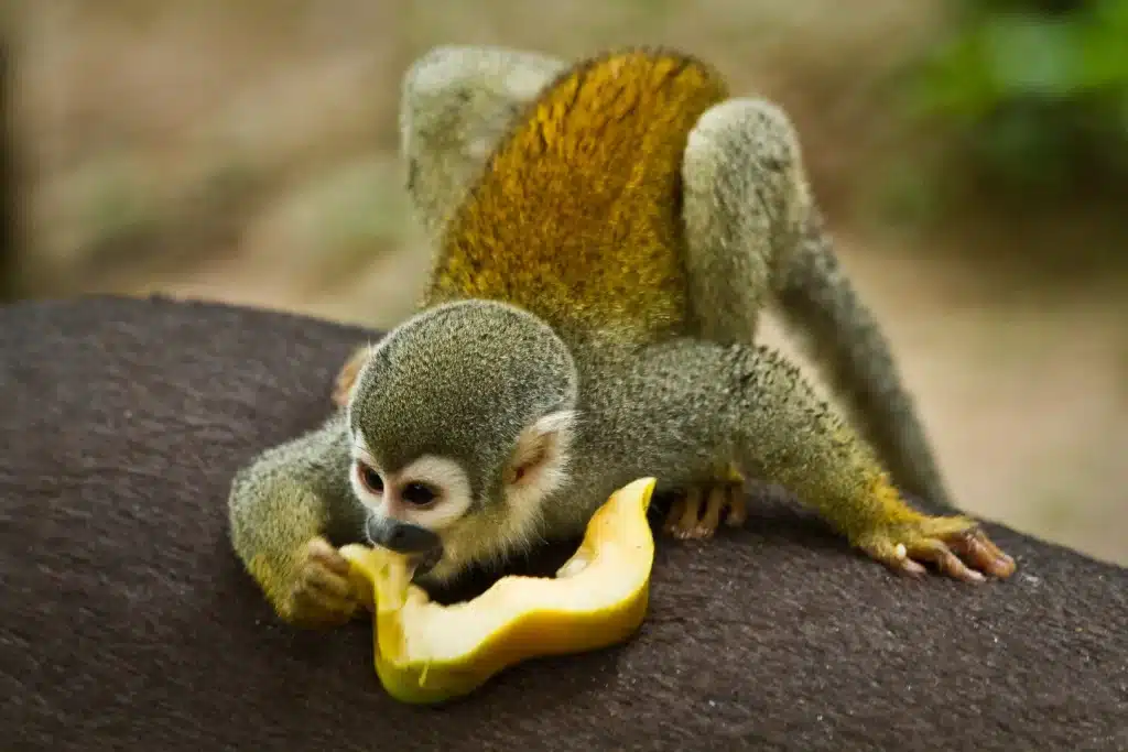 Squirrel monkey moving through forest habitat in Yasuní National Park