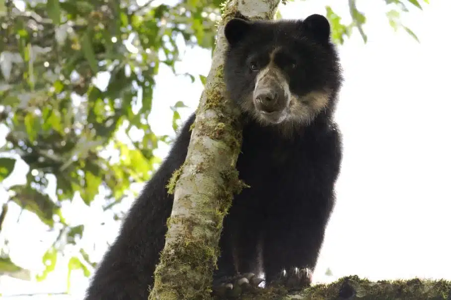 Spectacled bear leaning against a tree in Andean forest habitat