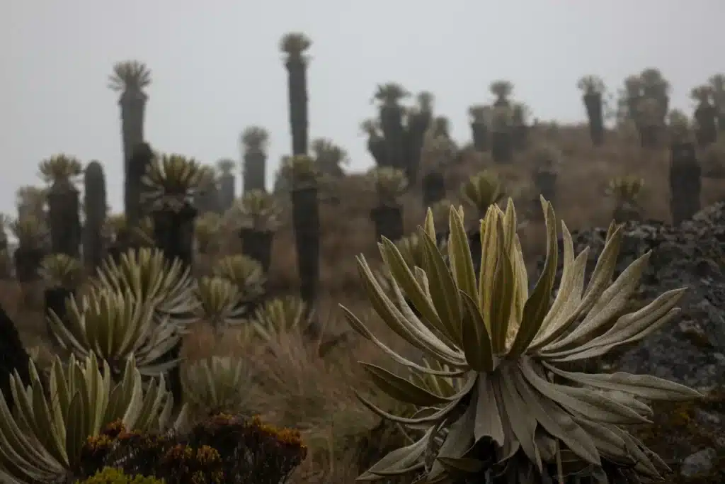 Páramo landscape with frailejones in El Ángel Ecological Reserve