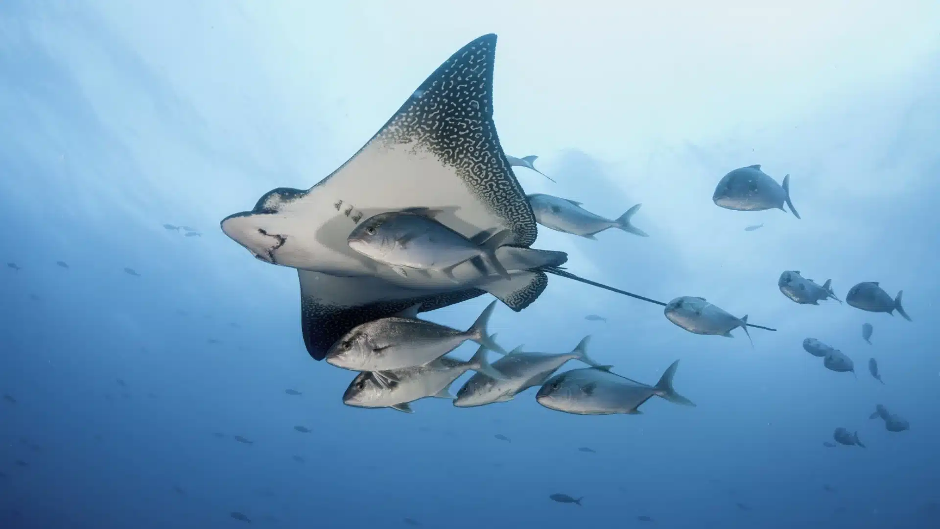 Shark swimming in clear blue water during a diving experience in Galápagos