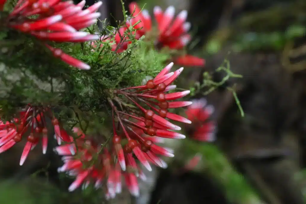 Flowers of a related Thibaudia species shown as a visual reference for the genus