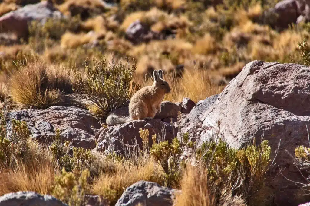Vizcacha in dry Andean landscape with rocky terrain
