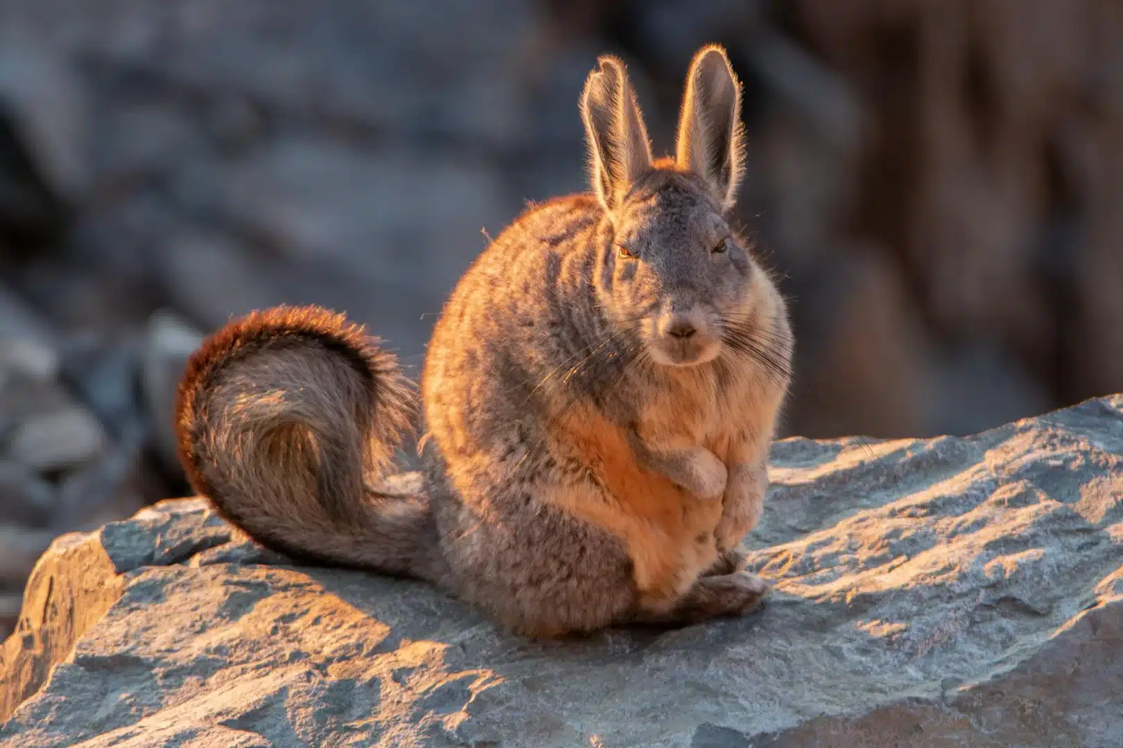 Andean vizcacha resting on rocky terrain