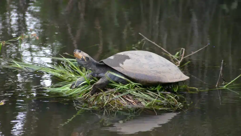 Freshwater turtle resting on wetland vegetation in calm water in Ecuador