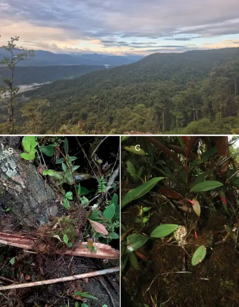 Thibaudia shagmiana growing in its natural habitat in the Cordillera del Cóndor, Ecuador